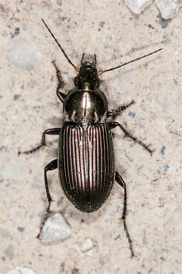 Poecilus cf. versicolor - Kupferfarbener Buntgrabläufer, Käfer auf Mauer