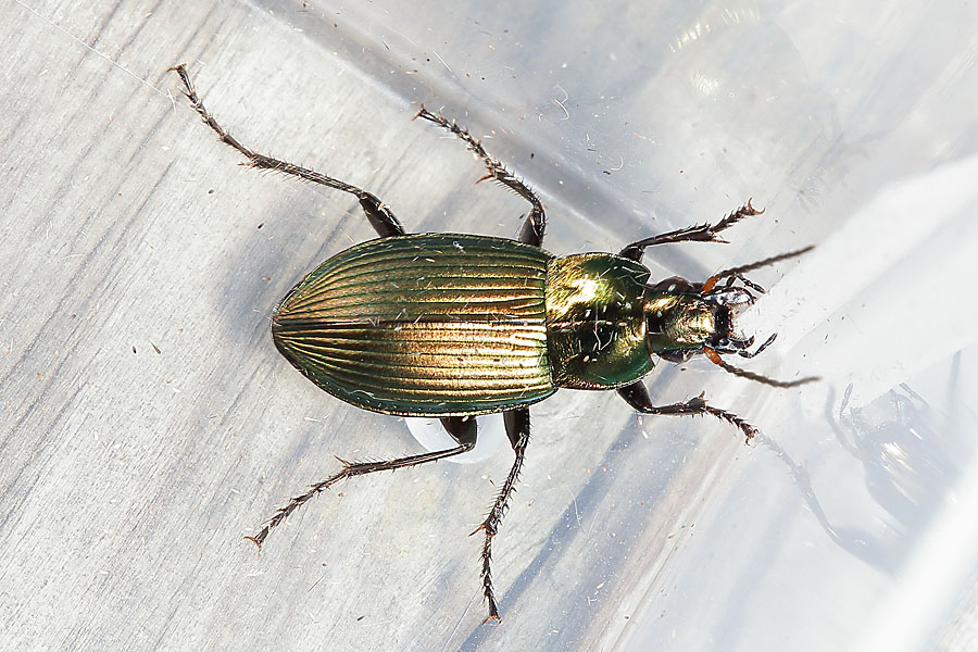 Poecilus cupreus - Kupferfarbener Buntgrabläufer, Käfer in Plastikdose