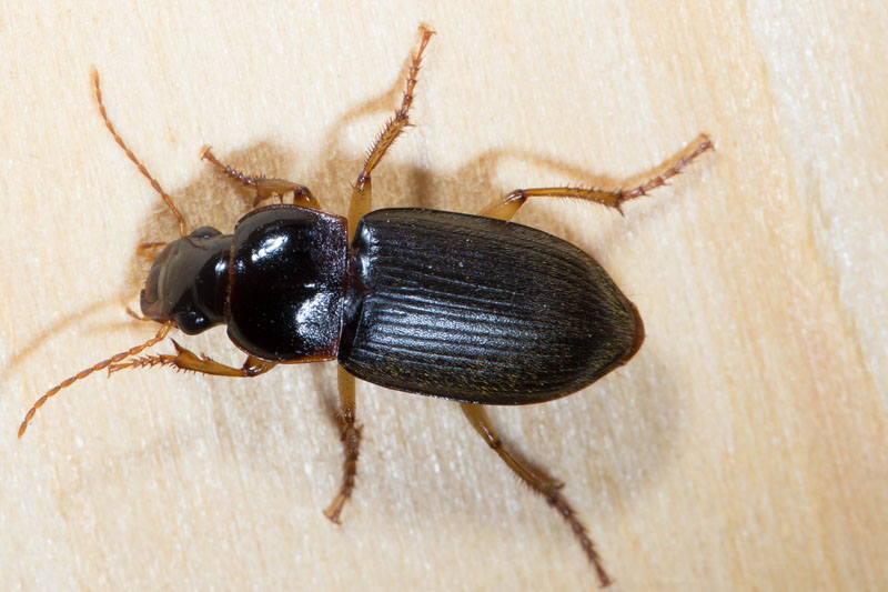 Pseudoophonus griseus - Kleiner Acker-Schnellläufer, Käfer auf Holz
