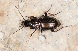 Pterostichus burmeisteri - Metallischer Grabkäfer, Käfer an Wand (1)