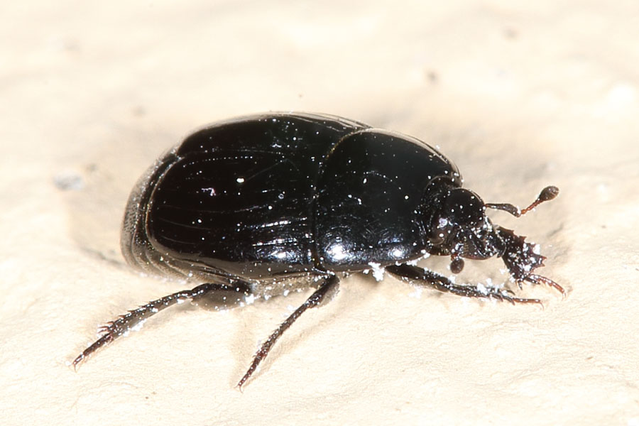 Margarinotus cf. obscurus - kein dt. Name bekannt, Käfer auf Mauer