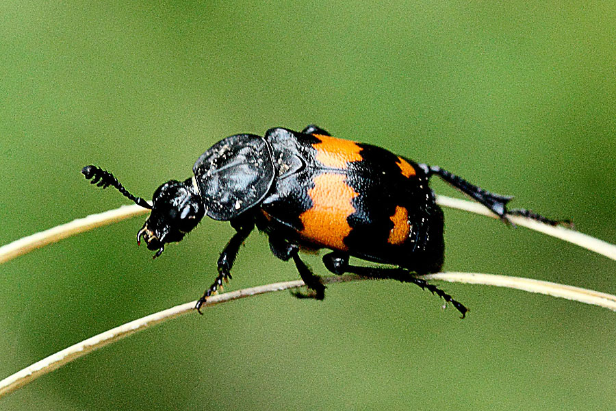 Nicrophorus vespilloides - Schwarzhörniger Totengräber, Käfer auf Halmen