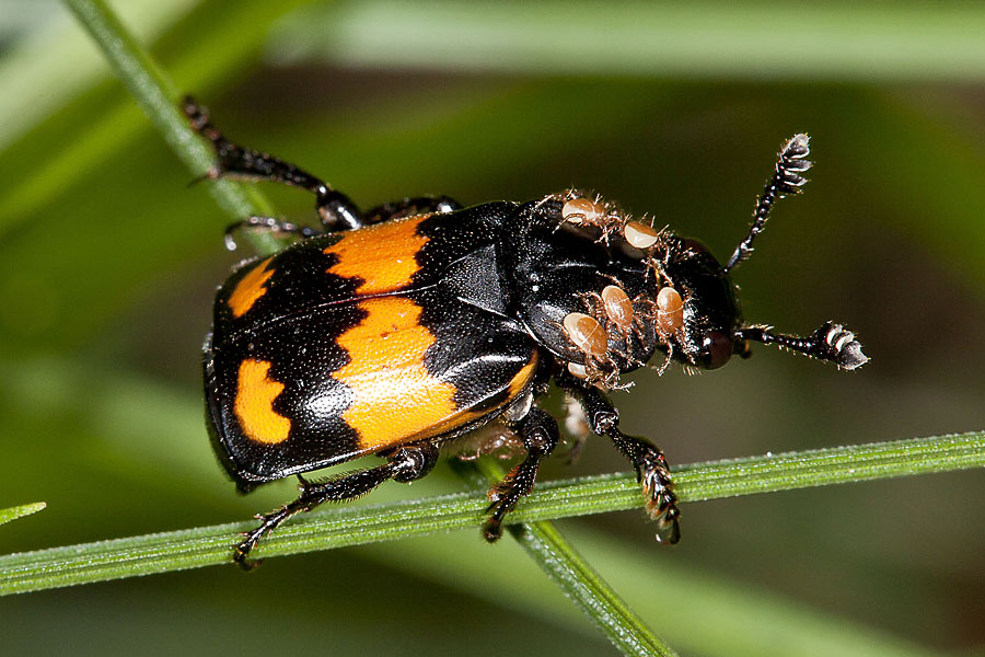 Nicrophorus vespilloides - Schwarzhörniger Totengräber, Käfer auf Stengeln