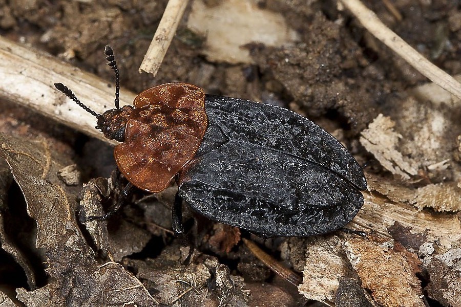 Oiceoptoma thoracica - Rothalsige Silphe, Käfer auf Waldweg