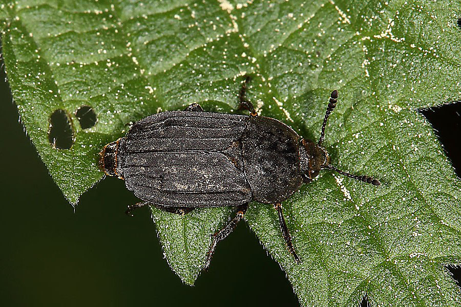 Thanatophilus sinuatus - Gerippter Totenfreund, Käfer auf Blatt