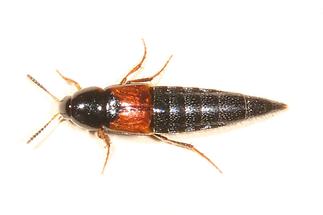 Mycetoporus cf. nigricollis - kein dt. Name bekannt, Käfer auf Klostermauer