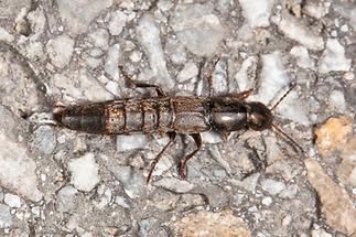 Ocypus aeneocephalus - kein dt. Name bekannt, Käfer auf Fahrweg