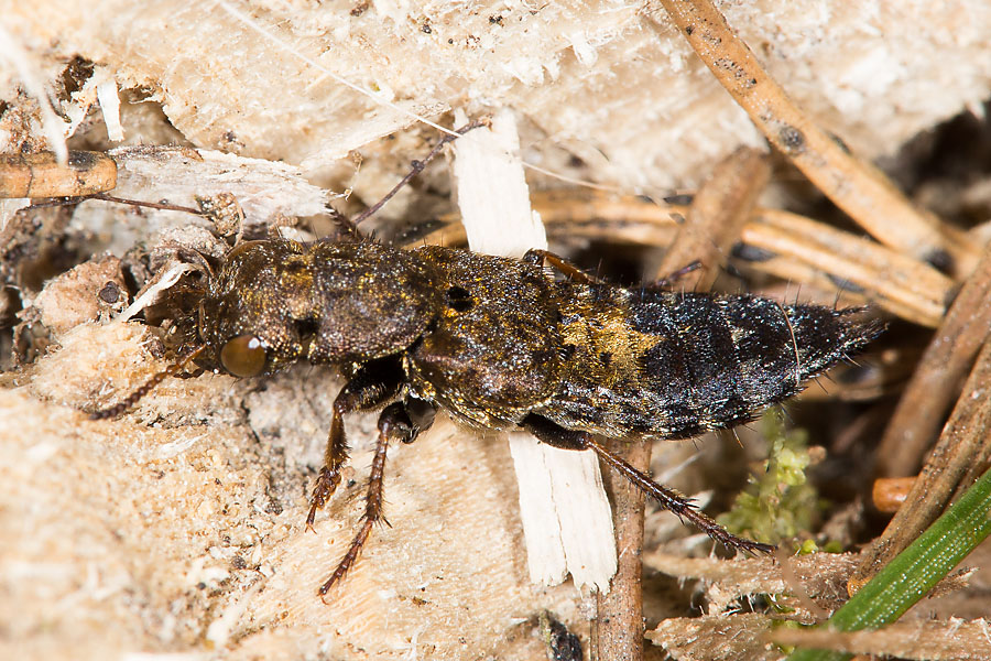 Ontholestes haroldi - kein dt. Name bekannt, Käfer auf Waldboden