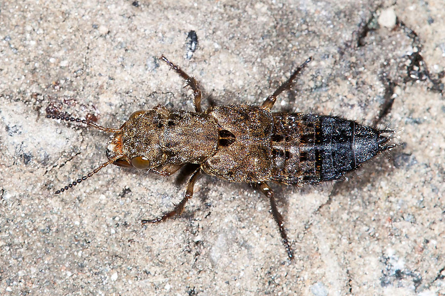 Ontholestes tesselatus - Gewürfelter Raubkäfer, Käfer auf Waldweg