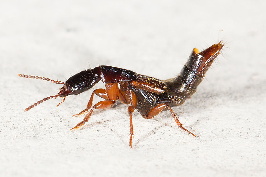 Othius punctulatus - Punktierter Mulmkurzflügler, Käfer auf Klostermauer