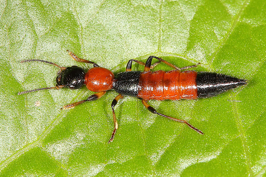 Paederus schönherri - Uferräuber, Käfer auf Blatt