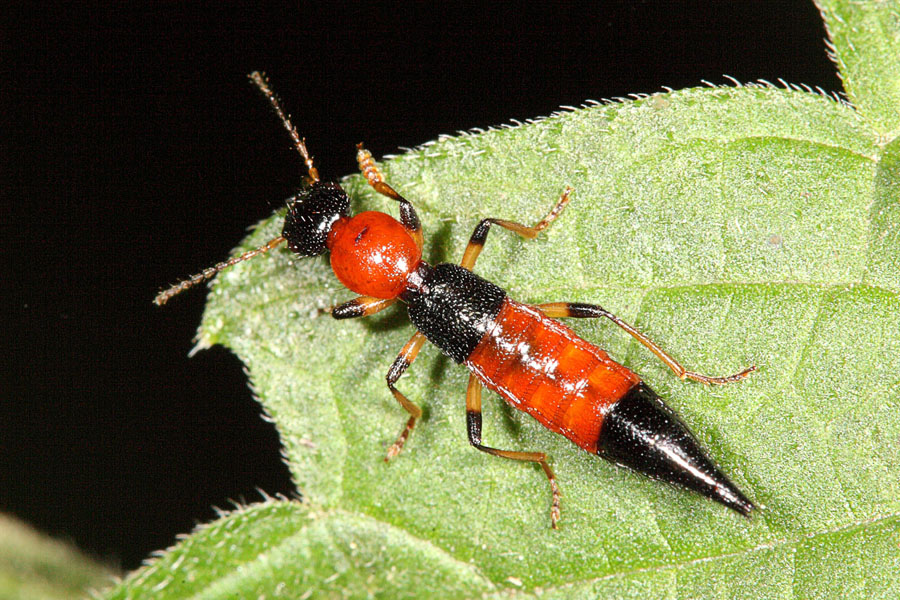 Paederus schönherri - Uferräuber, Käfer auf Blatt