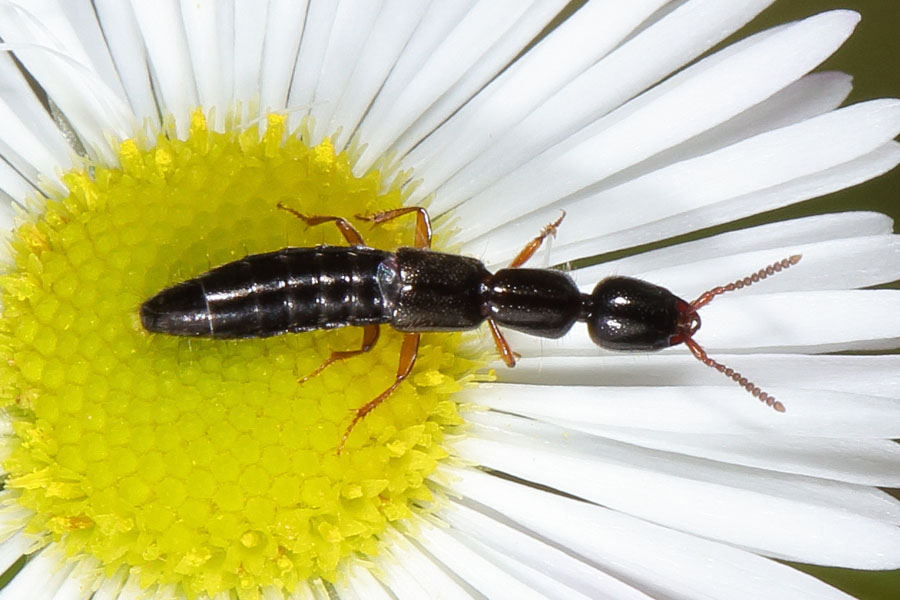 cf.Leptacinus sp. - kein dt. Name bekannt, Käfer auf Gänseblümchen