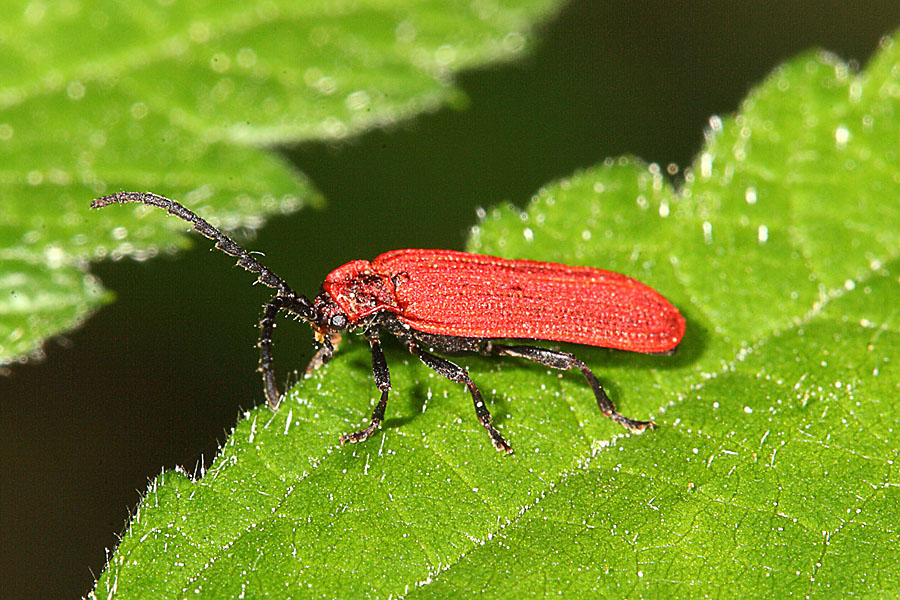 Dictyopterus aurora - Scharlachroter Netzkäfer, Käfer auf Blatt