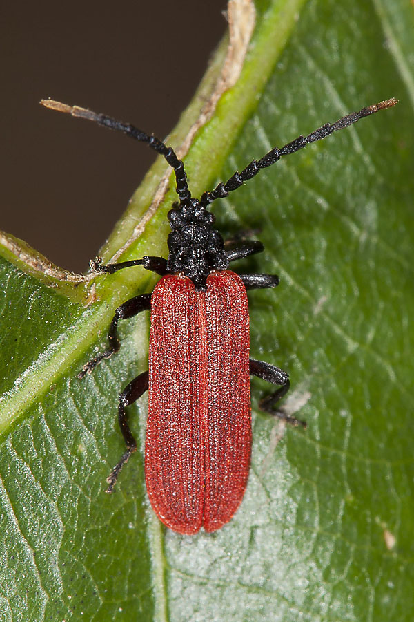 Platycis minutus - kein dt. Name bekannt, Käfer auf Blatt