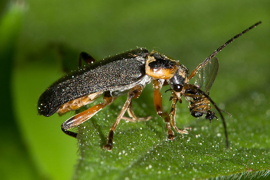 Cantharis nigricans - Graugelber Weichkäfer, Käfer auf Blatt mit Beute