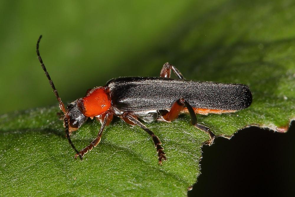 Cantharis pellucida - Rotschwarzer Weichkäfer