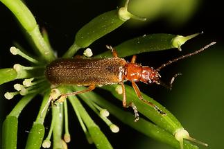 Cantharis rufa - Roter Fliegenkäfer, Käfer auf ...