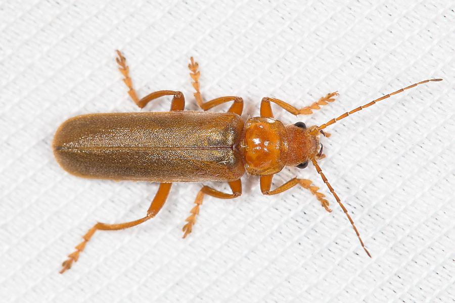 Cantharis rufa - Roter Fliegenkäfer, Käfer im Lichtfang