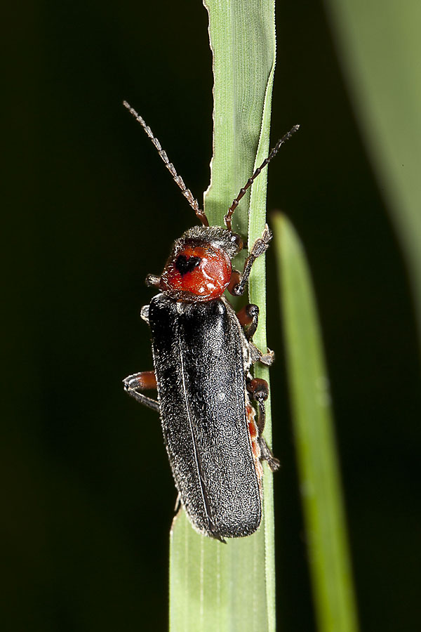 Cantharis rustica - kein dt. Name bekannt, Käfer auf Gras