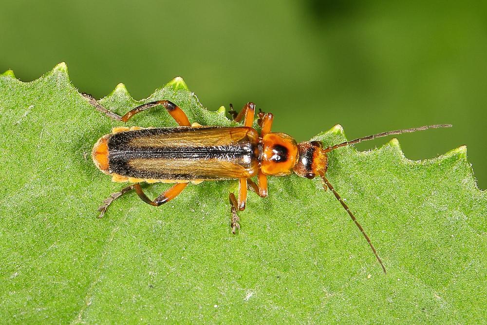 Metacantharis discoidea - kein dt. Name bekannt