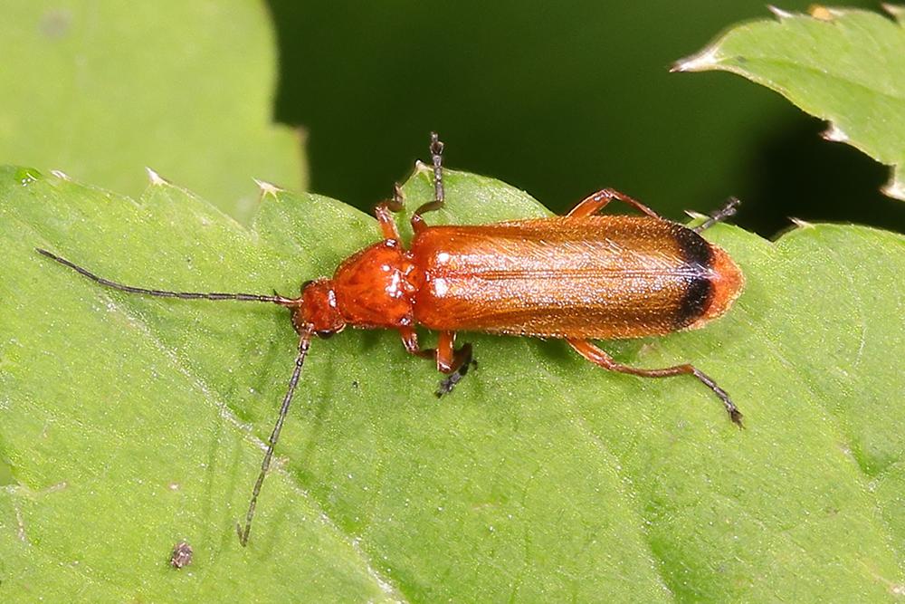 Rhagonycha fulva - Roter Weichkäfer