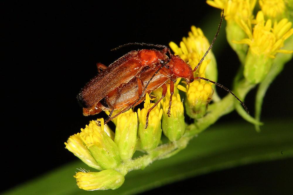 Rhagonycha fulva - Roter Weichkäfer, Käfer Paar