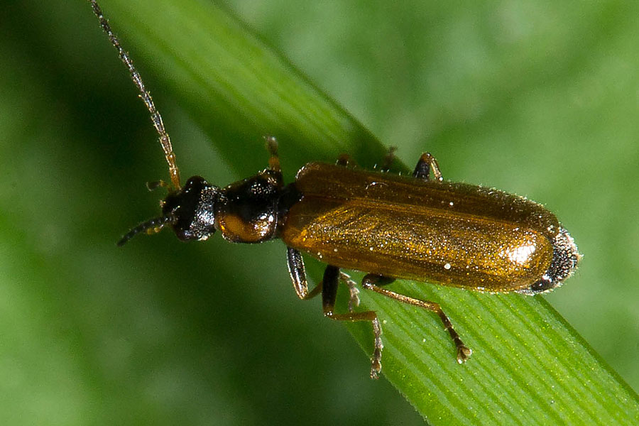 Rhagonycha nigriventris - kein dt. Name bekannt, Käfer auf Gras