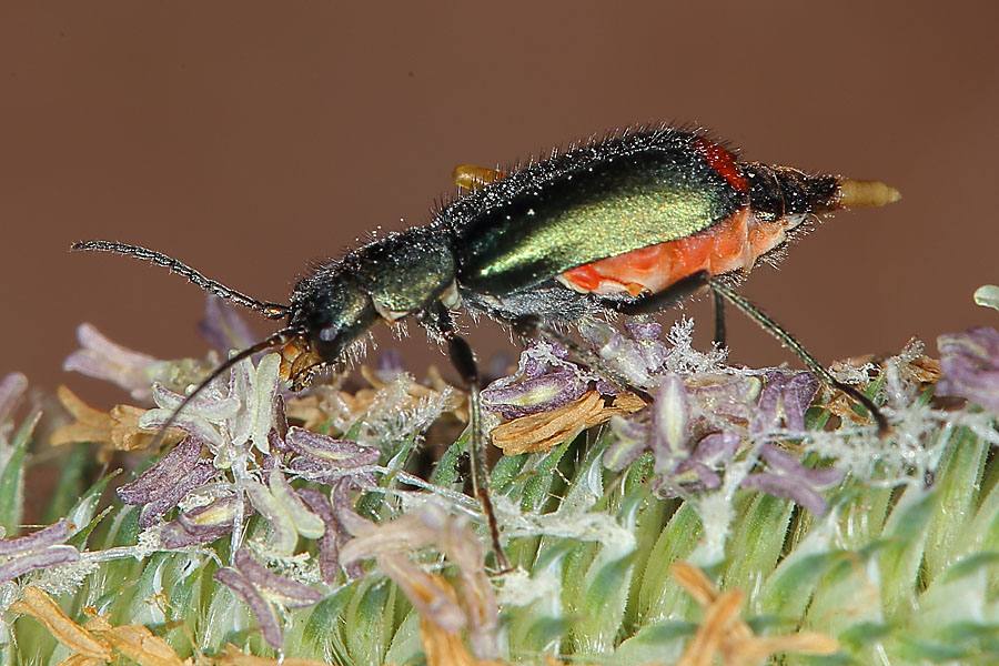 Clanoptilus cf. geniculatus - kein dt. Name bekannt, Käfer auf Blüten