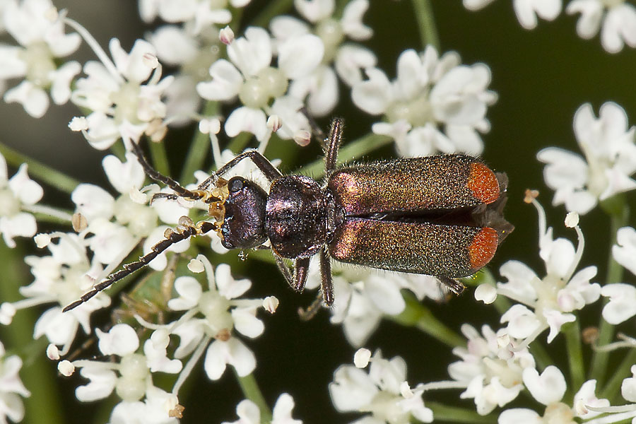 Malachius bipustulatus - Zweifleckiger Zipfelkäfer, Käfer Männchen auf Blüten