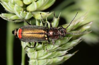 Malachius bipustulatus - Zweifleckiger Zipfelkäfer, Käfer auf ...