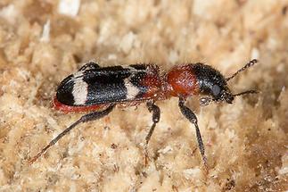 Thanasimus formicarius - Ameisenbuntkäfer, Käfer auf Holz (3)