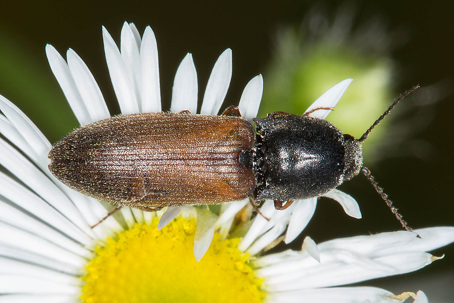 Agriotes ustulatus - Rauchiger Schnellkäfer, Käfer auf Gänseblümchen
