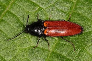 Ampedus sp. - kein dt. Name bekannt, Käfer auf Blatt (1)