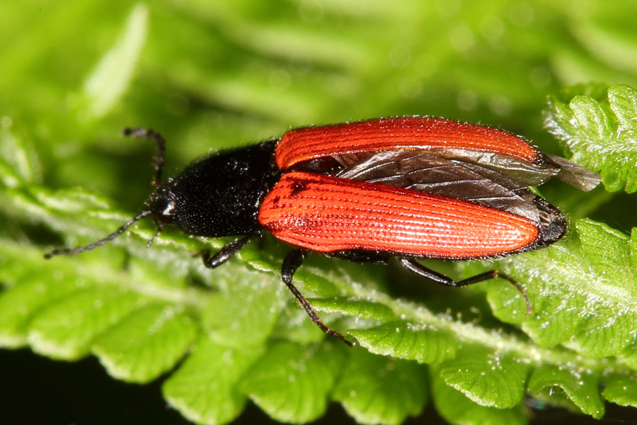 Ampedus sp. - kein dt. Name bekannt, Käfer auf Blatt