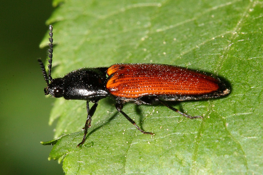 Ampedus sp. - kein dt. Name bekannt, Käfer auf Blatt