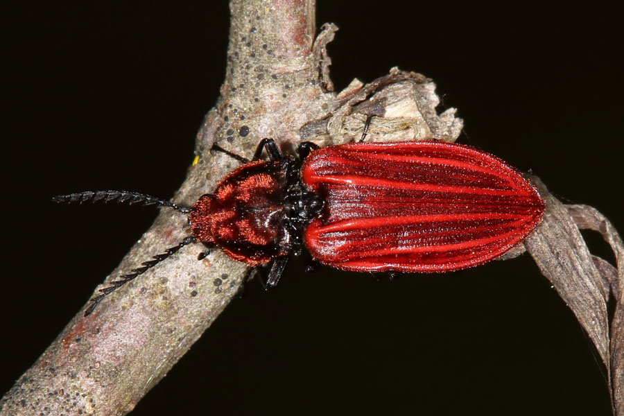 Anostirus purpureus - Purpurroter Schnellkäfer, Käfer auf Ast