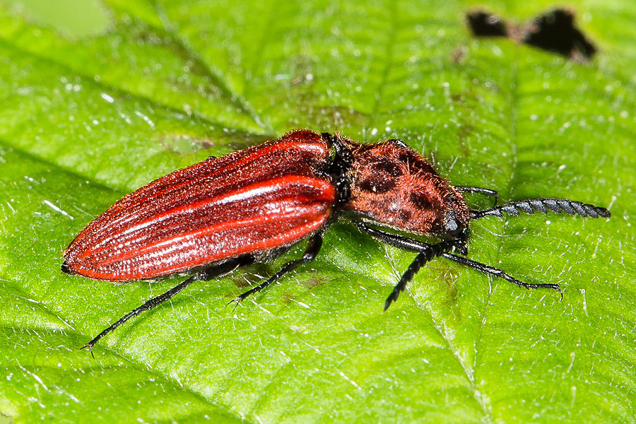 Anostirus purpureus - Purpurroter Schnellkäfer, Käfer auf Blatt