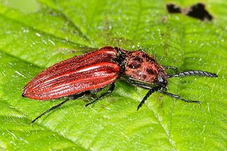 Anostirus purpureus - Purpurroter Schnellkäfer, Käfer auf Blatt (2)