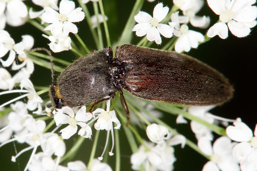 Athous haemorrhoidalis - Rotbauchiger Schnellkäfer, Käfer auf Blütenstand