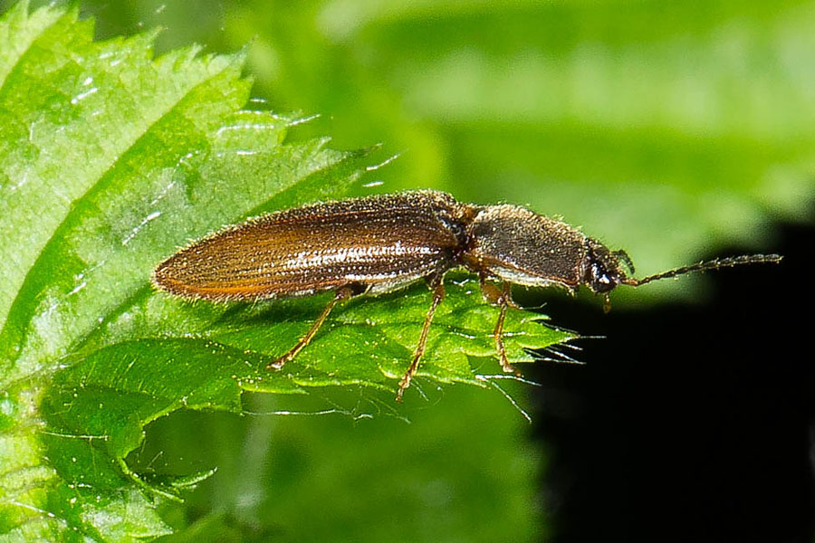 Athous subfuscus - Brauner Schnellkäfer, Käfer auf Blatt