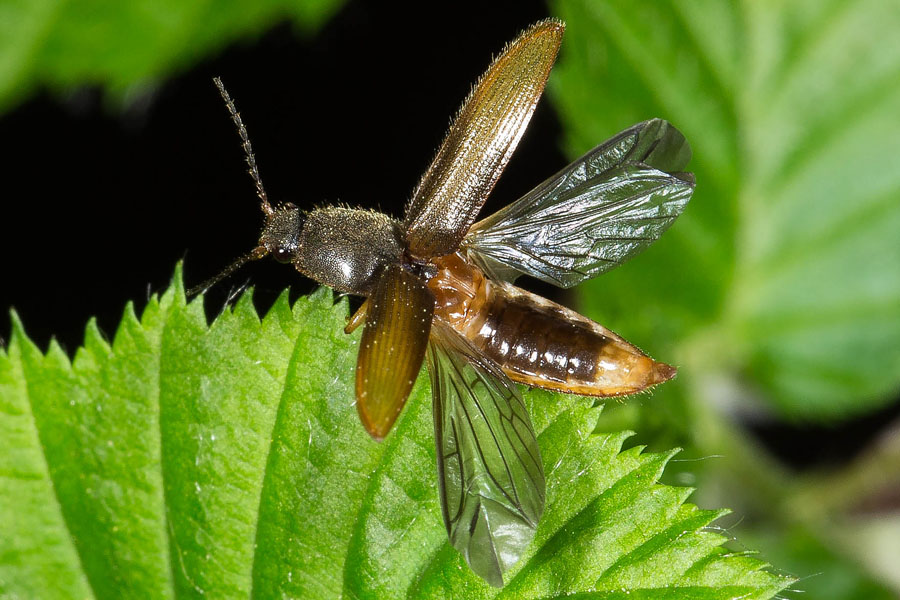 Athous cf. subfuscus - Brauner Schnellkäfer, Käfer vor Abflug