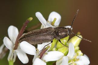 Cidnopus aeroginosus - kein dt. Name bekannt