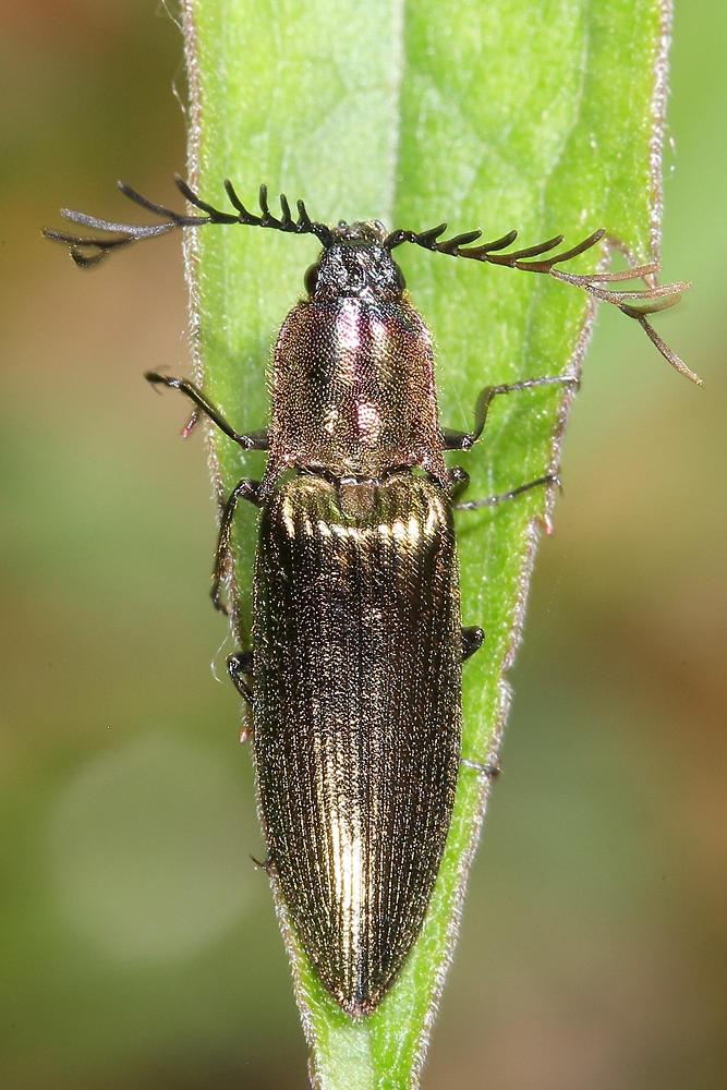 Ctenicera pectinicornis - Metallglänzender Rindenschnellkäfer