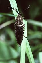 Ctenicera pectinicornis - Metallglänzender Rindenschnellkäfer, Käfer Männchen