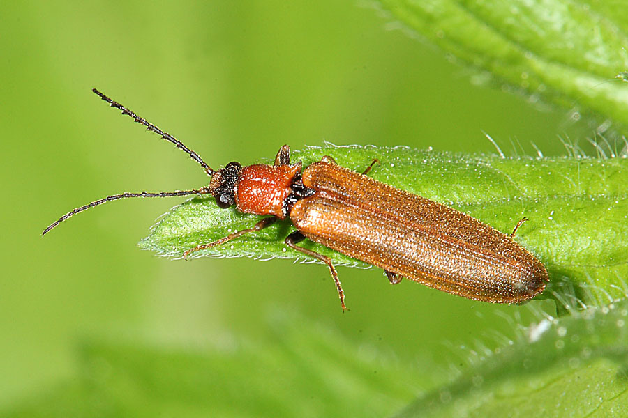 Denticollis linearis - Zahnhalsiger Schnellkäfer, Käfer auf Blatt