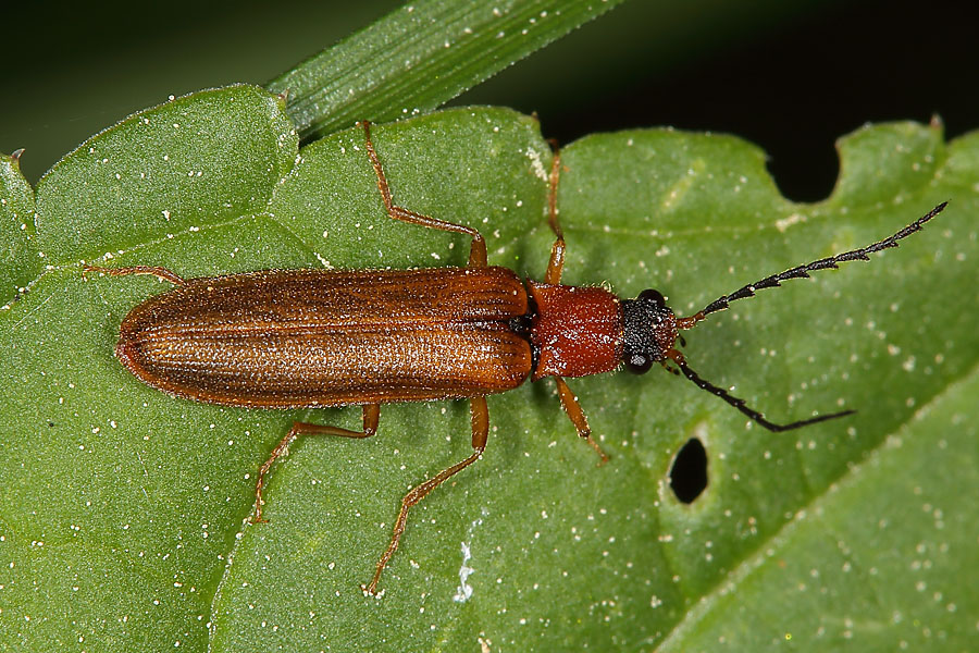 Denticollis linearis - Zahnhalsiger Schnellkäfer, Käfer auf Blatt