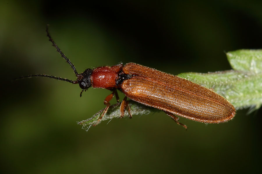 Denticollis linearis - Zahnhalsiger Schnellkäfer, Käfer auf Blatt