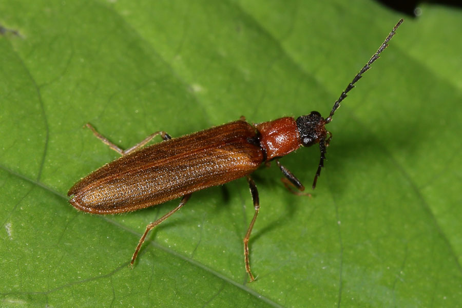 Denticollis linearis - Zahnhalsiger Schnellkäfer, Käfer auf Blatt