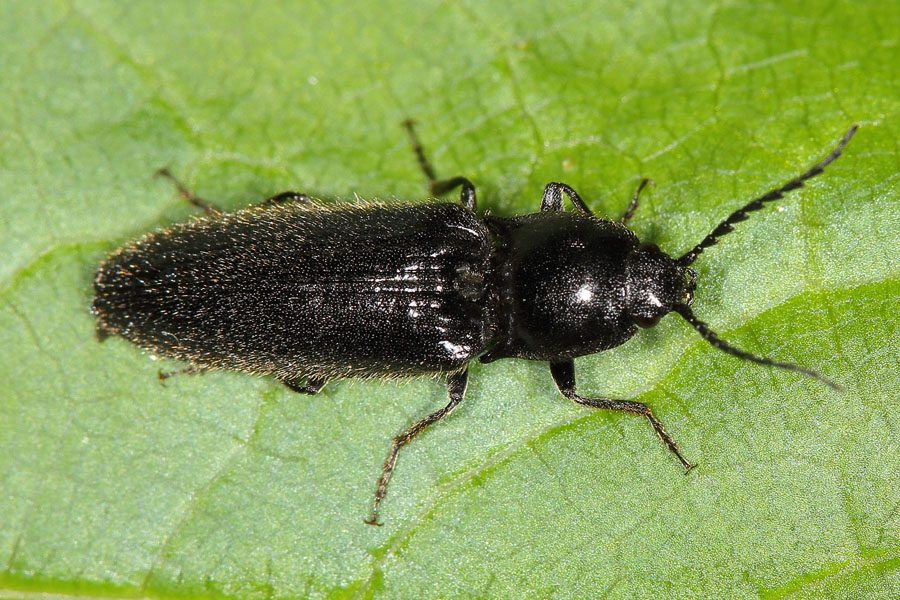 Hemicrepidius niger - Schwarzer Rauhaarschnellkäfer, Käfer auf Blatt